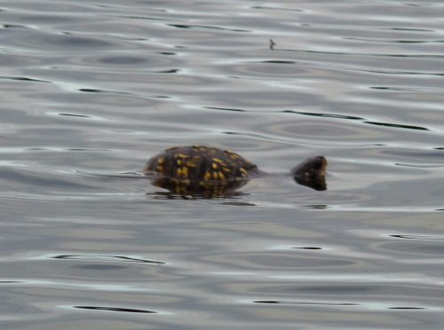 South_river_chessy_p1000844