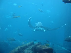 Media_httplh3ggphtcom_hcsaw