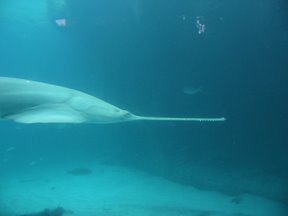 Media_httplh3ggphtcom_lkbhd