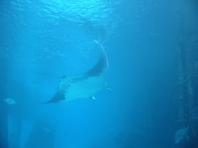 Media_httplh3ggphtcom_mggda