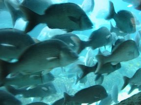 Media_httplh4ggphtcom_cfiif