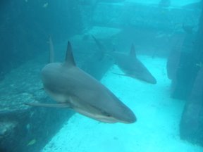 Media_httplh5ggphtcom_ywxbf