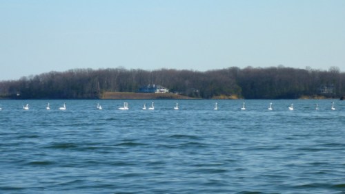 P1000024_15_pair_swans