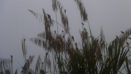 P1000782_a_favorite_amazon_pic