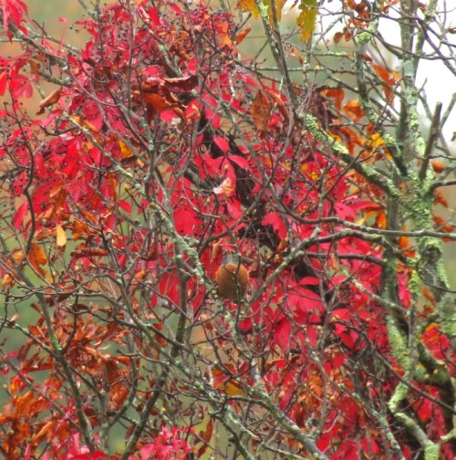 0img_3245_robin_red_breast_at_l