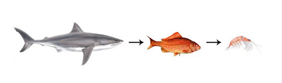 Great-Barrier-Reef-Food-Web